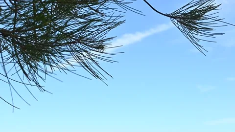 Spruce tree on blue sky background Video stock 205511076