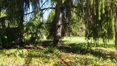 Spruce tree bottom up time lapse Stock Footage 194780984