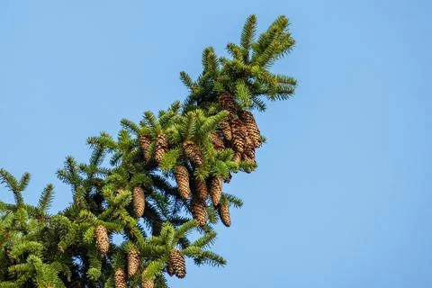 Spruce tree branch with cones, close up photo Stock Photos