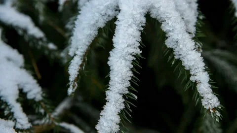 Spruce tree branch covered with snow Stock Footage 146748060