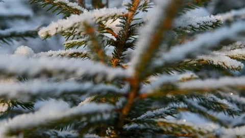 Spruce tree branch covered with snow Stock Footage 147144029