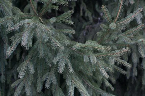 Spruce tree branch Stock Photos