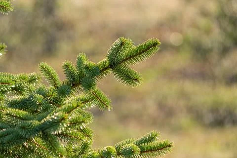Spruce tree branch in the rain Stock Photos