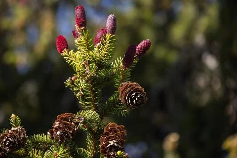 Spruce tree branch with red cones over blurred natural background Stock Photos