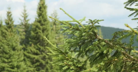 Spruce tree branch swaying in the wind. Green spruce forest with the sky in the Video stock 194244288