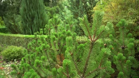 The spruce tree branches are moving in a wind. Natural background Stock Footage 137527431