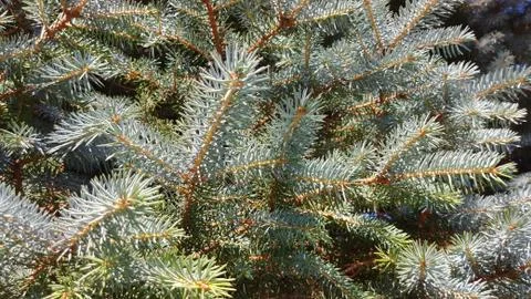 Spruce Tree Branches Background Stock Photos