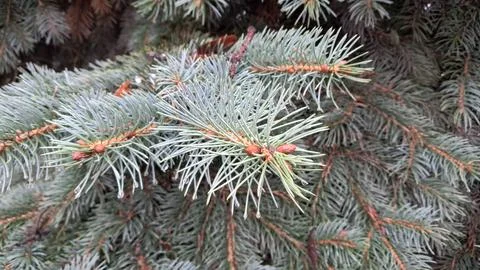 Spruce Tree Branches Close-Up Stock Photos