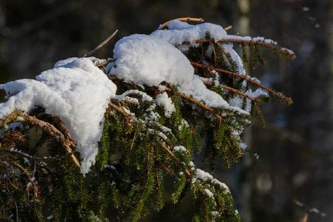 Spruce tree branches covered with fresh white snow Stock Photos