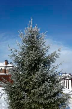 Spruce tree branches covered with snow and house Foto stock