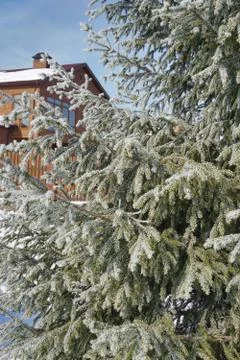 Spruce tree branches covered with snow and house Foto stock