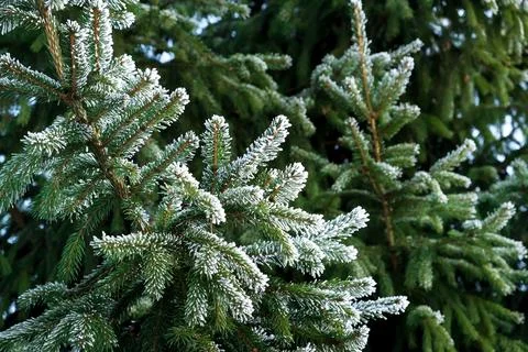 Spruce tree branches covered with white hoarfrost closeup. Frozen plant sid.. Stock Photos