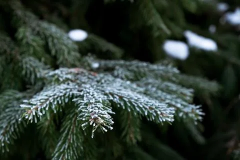 Spruce tree branches covered with white hoarfrost closeup. Frozen plant side  Stock Photos