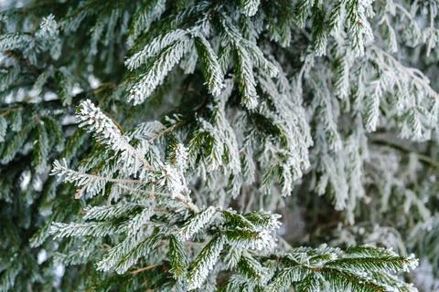 Spruce tree branches covered with white hoarfrost closeup. Frozen plant side Stock Photos