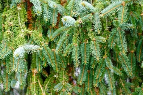Spruce tree branches full background texture with green needles Stock Photos