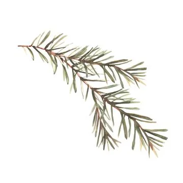Spruce tree branches with needles. Twig of pine or Christmas fir tree branch Stock Illustration