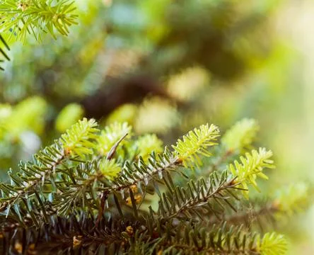 Spruce tree branches Stock Photos