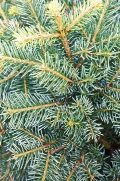 Spruce tree branches Stock Photos