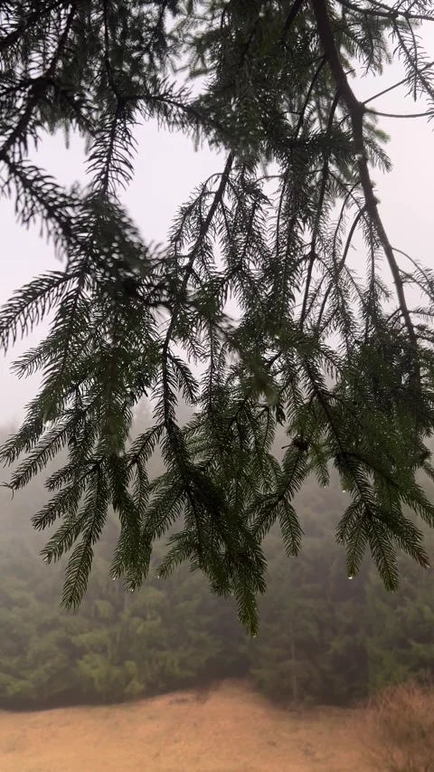 Spruce tree branches with raindrops in slow motion Stock Footage 330762207