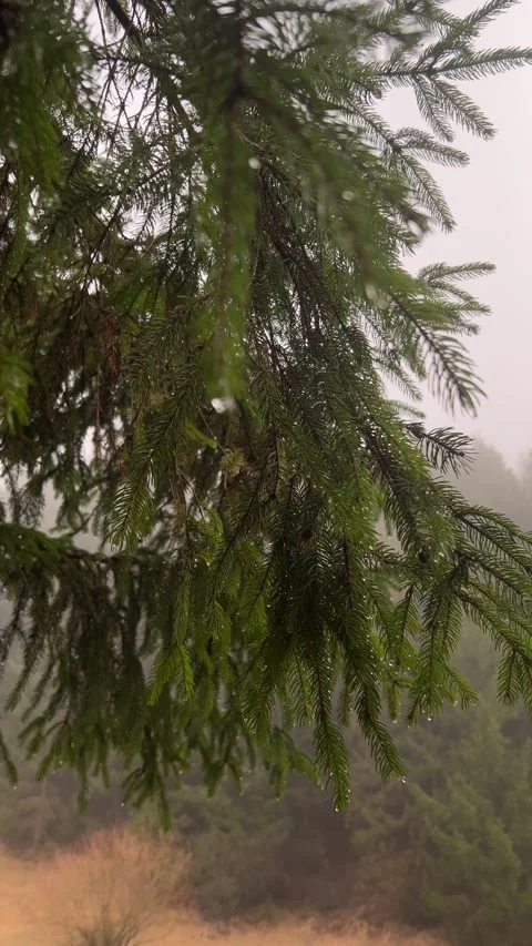 Spruce tree branches with raindrops in slow motion during rainy weather Stock Footage 330762211