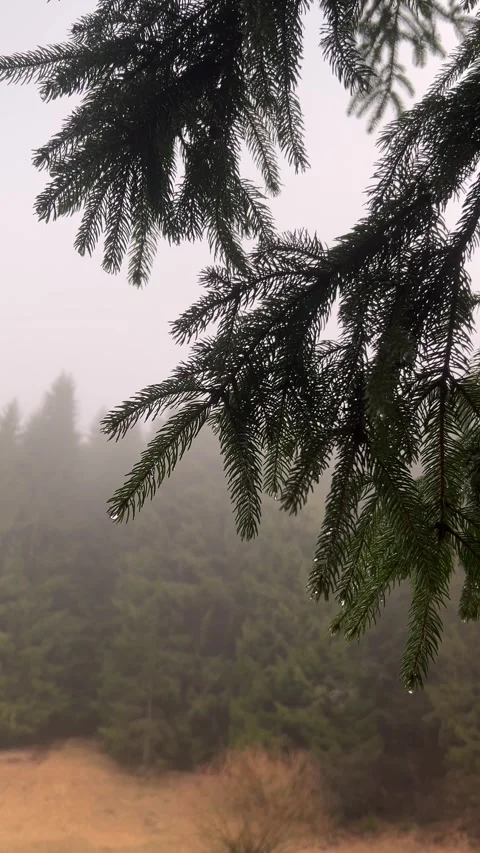 Spruce tree branches with raindrops in slow motion with foggy forest background Video stock 330762223
