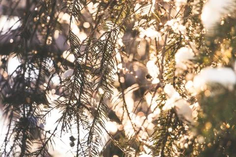 Spruce tree branches with white snow on top with the evening sun shining through Foto stock