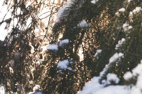 Spruce tree branches with white snow on top with the evening sun shining through Stock Photos