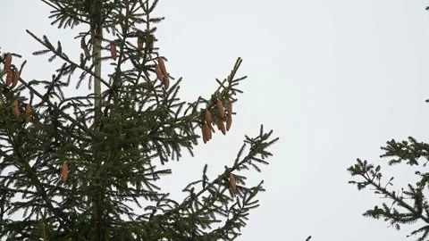 Spruce tree branches at winter Stock Footage 149942156