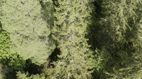 Spruce tree close fly down, fresh green large conifer, sunny summer time Stock Footage 163102420