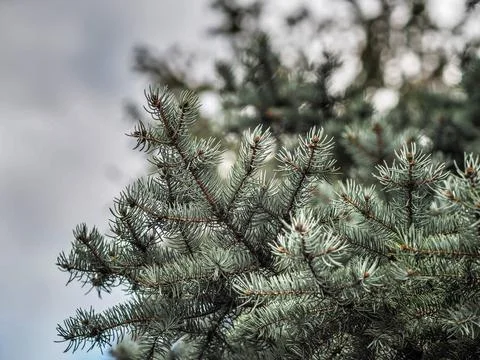 Spruce tree. Close up. Stock Photos