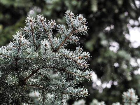 Spruce tree. Close up. Stock Photos