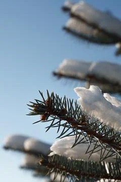 The spruce tree is close in winter. Snow on a branch. Stock Photos