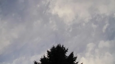 Spruce tree with clouds above timelapse Stock Footage 7753080