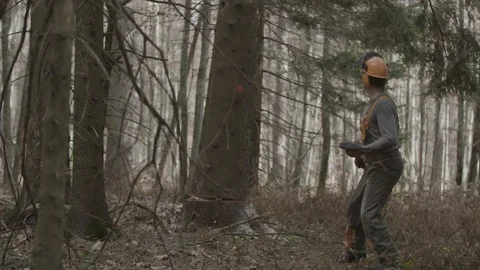 Spruce tree is coming down 스톡 동영상 92314153