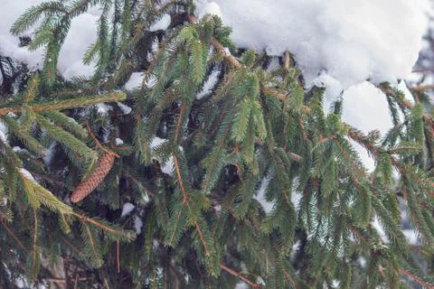 Spruce tree with a cone under thick  layer of snow Stock Photos