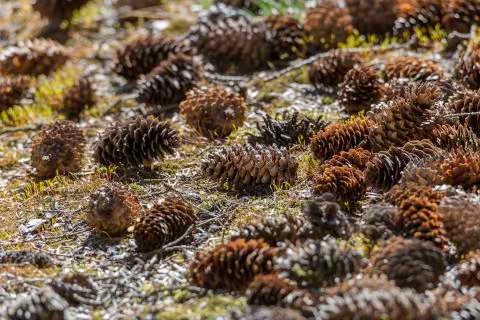 Spruce Tree Cones on the Ground Stock Photos