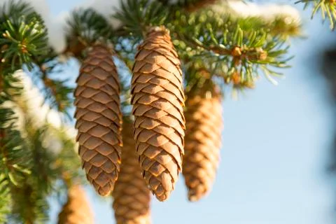 Spruce Tree Cones Stock Photos