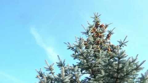 Spruce tree with cones sways in the blue sky in 4K. Stock Footage 164280957
