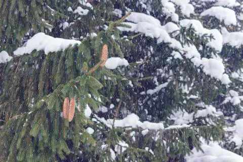 Spruce tree with cones under layers of fresh snow Stock Photos