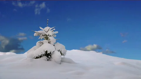 Spruce tree covered in snow Stock Footage 33000317