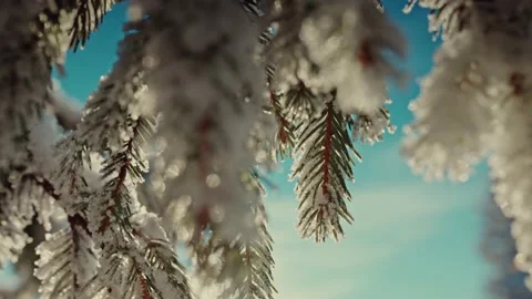 Spruce tree covered by snow Stock Footage 195177816
