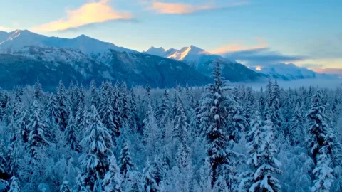 Spruce Tree covered in snow forest. Aerial View. 4K 库存影片 246536659