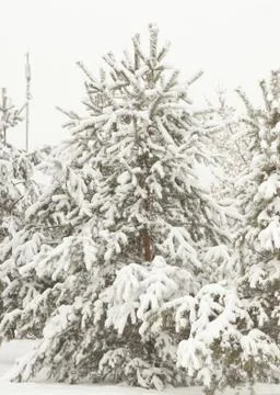 Spruce tree covered with snow Stock Photos