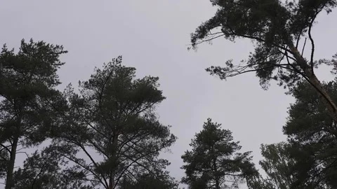Spruce tree crowns against a cloudy sky 库存影片 328314911