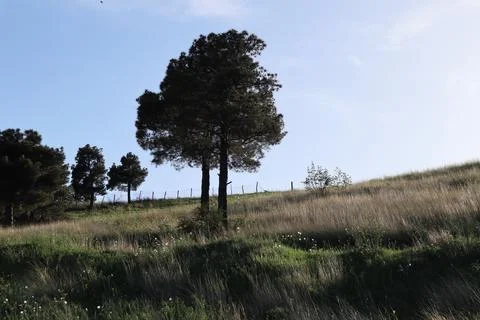 Spruce tree, dry grass at sunset. Tbilisi sea, Georgia Stock Photos