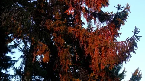 Spruce Tree In Dying Evening Light Stock Footage 121373731