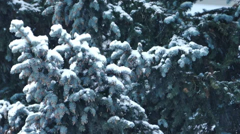 Spruce Tree With Fir-Cones Stock Footage 48819422