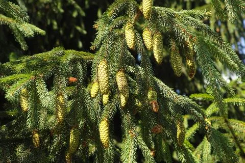 A spruce tree with fir cones hanging off of its branches Stock Photos
