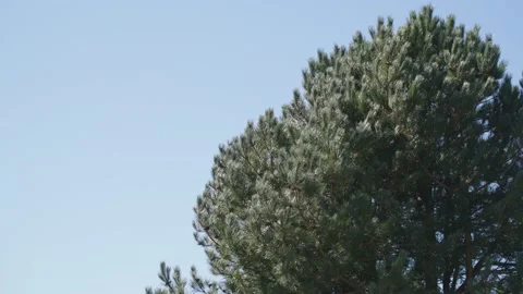 Spruce tree Stockbeeldmateriaal 237754171