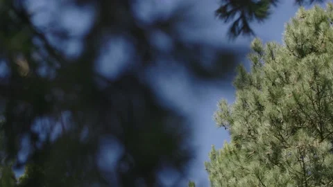 Spruce tree Stockbeeldmateriaal 237754220